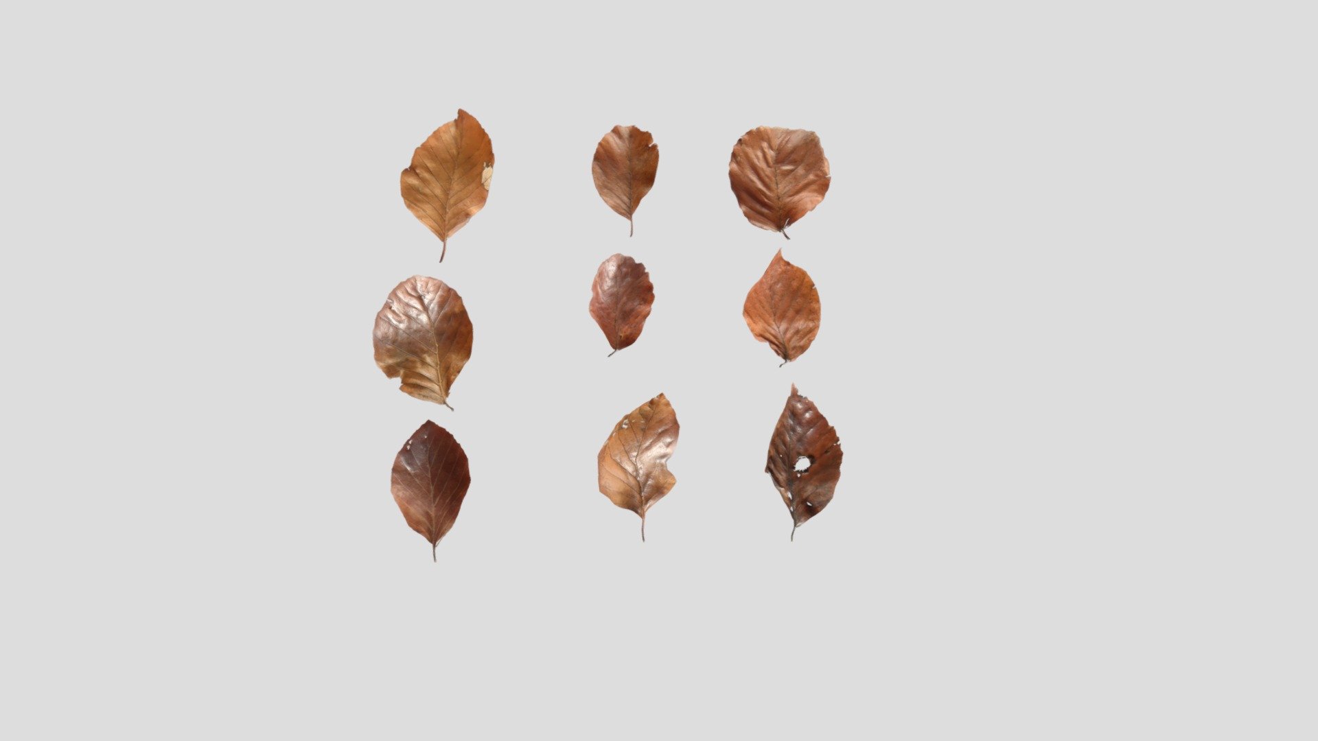 Dry Beech Leaves 3d model