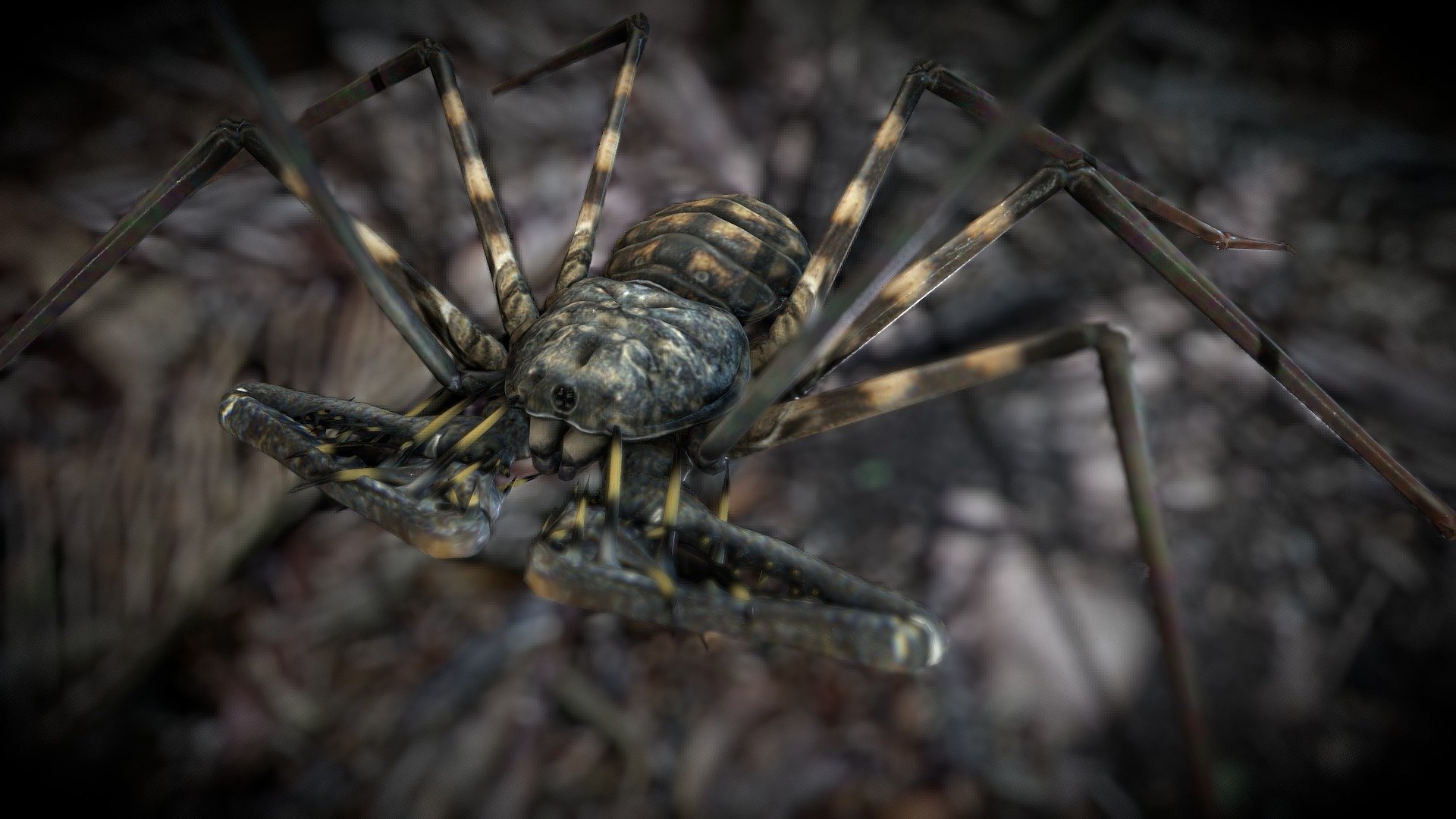 Amblypygi 3d model