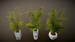 Potted Palm Plants