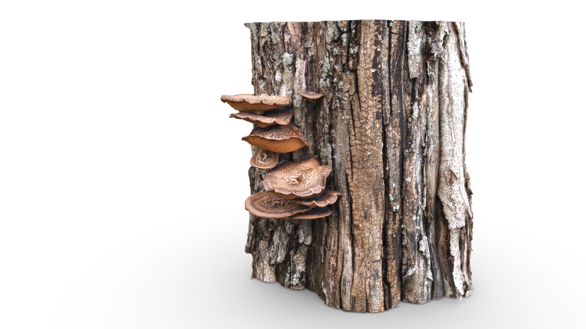 Tree With Mushrooms 3d model