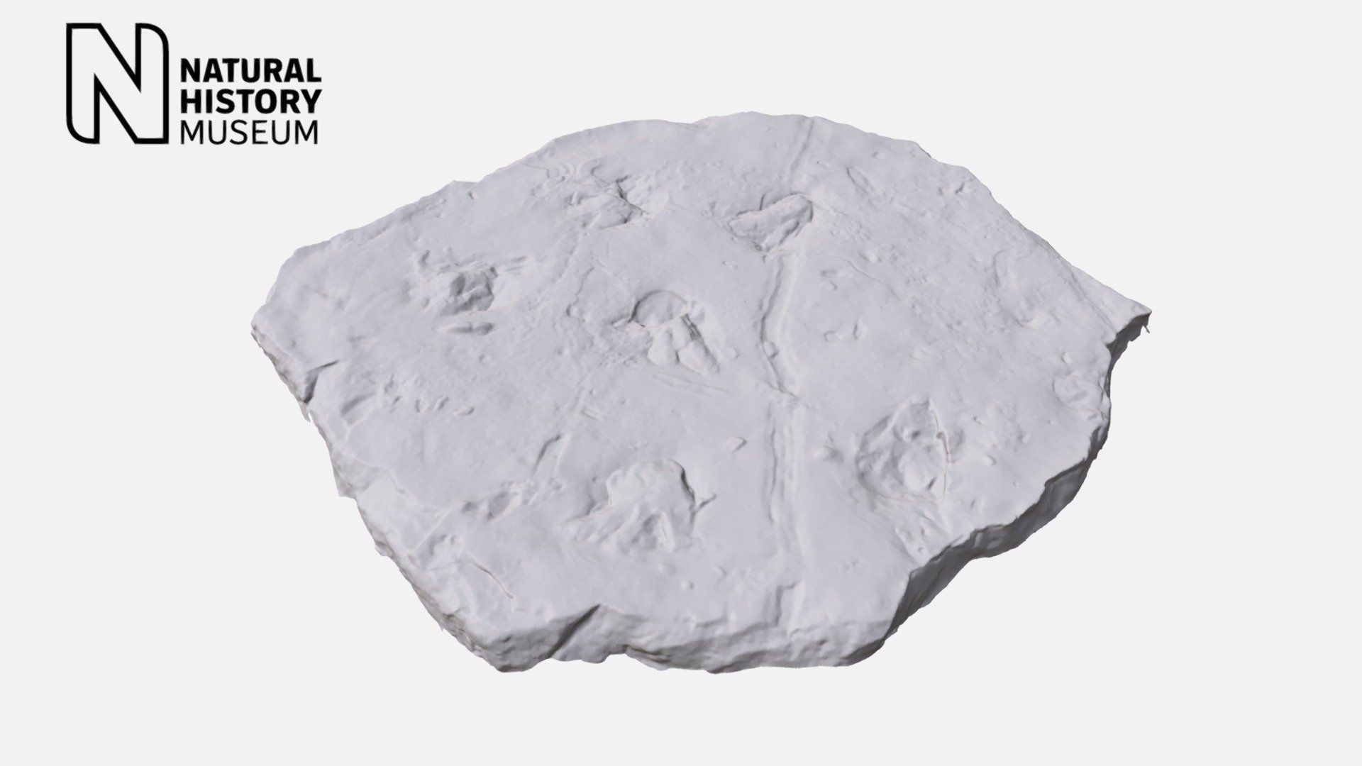 Footprints of an ancient fossil amphibian 3d model