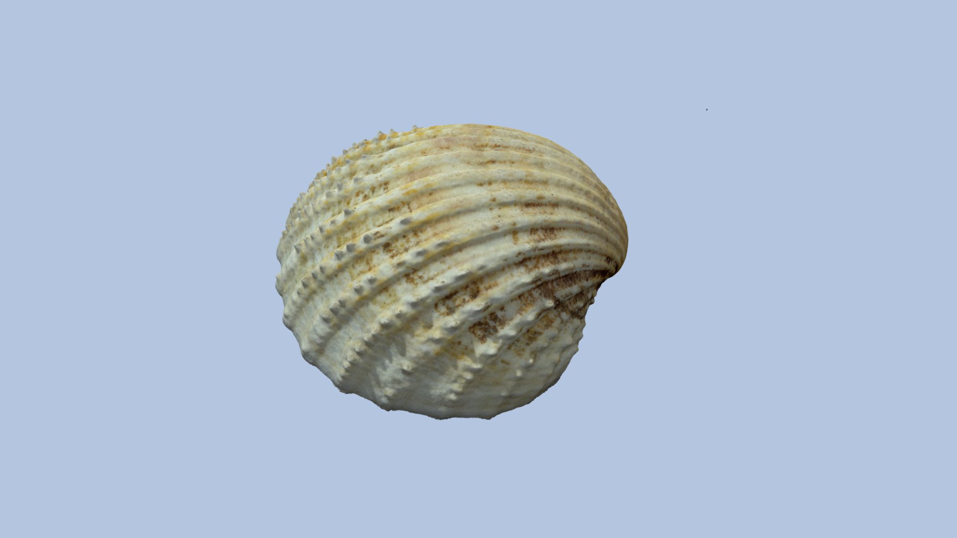 Sea Shell #2 3d model