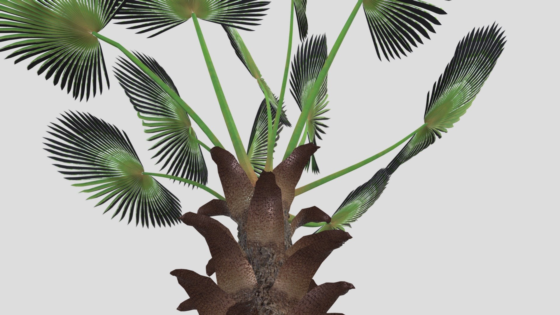 Trachycarpus Fortunei 3d model