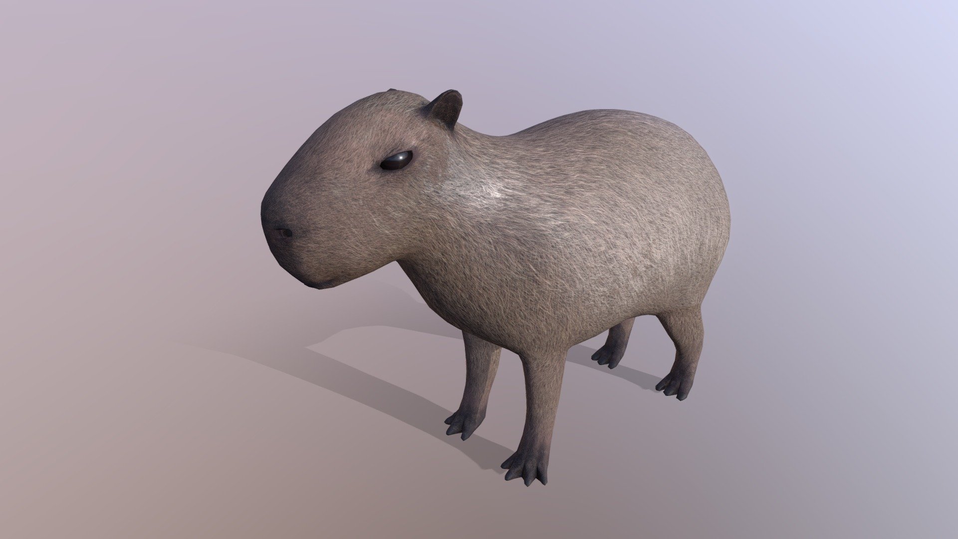 Capybara 3d model