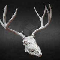 Taylor Mtn, Idaho Mule Deer Skull