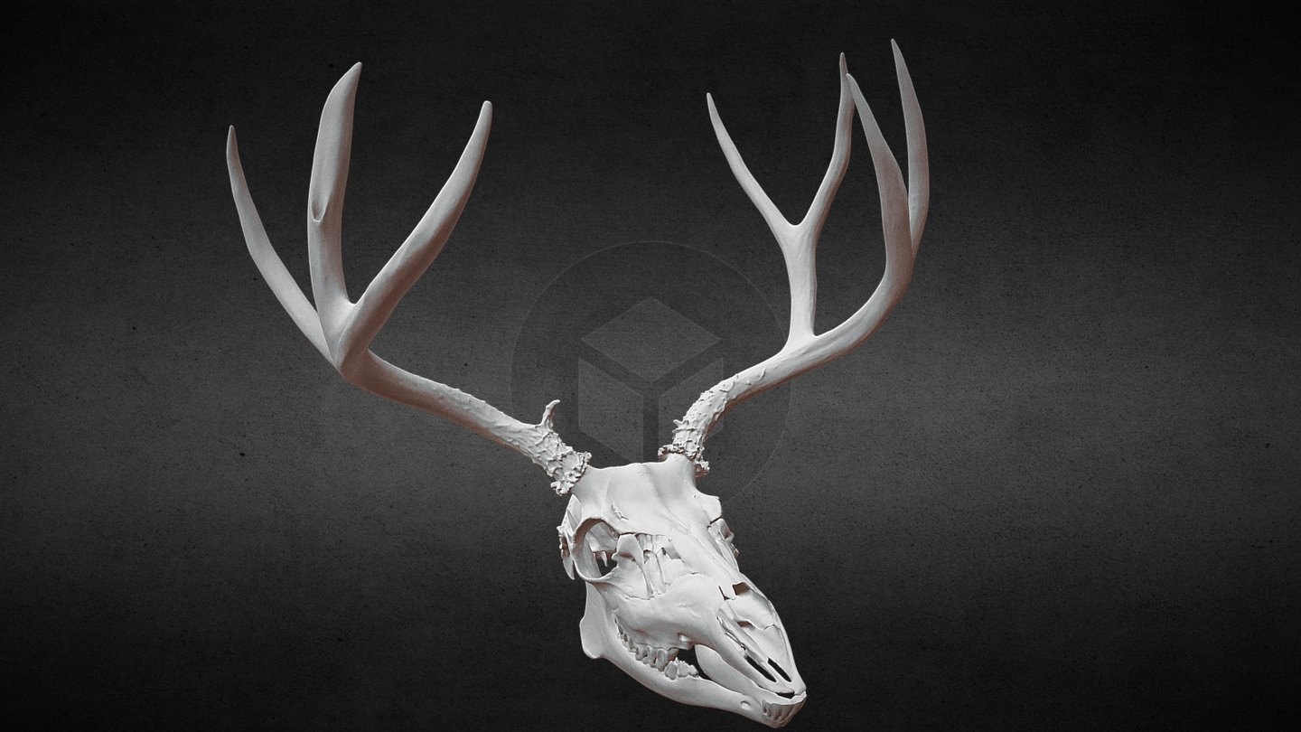 Taylor Mtn, Idaho Mule Deer Skull 3d model