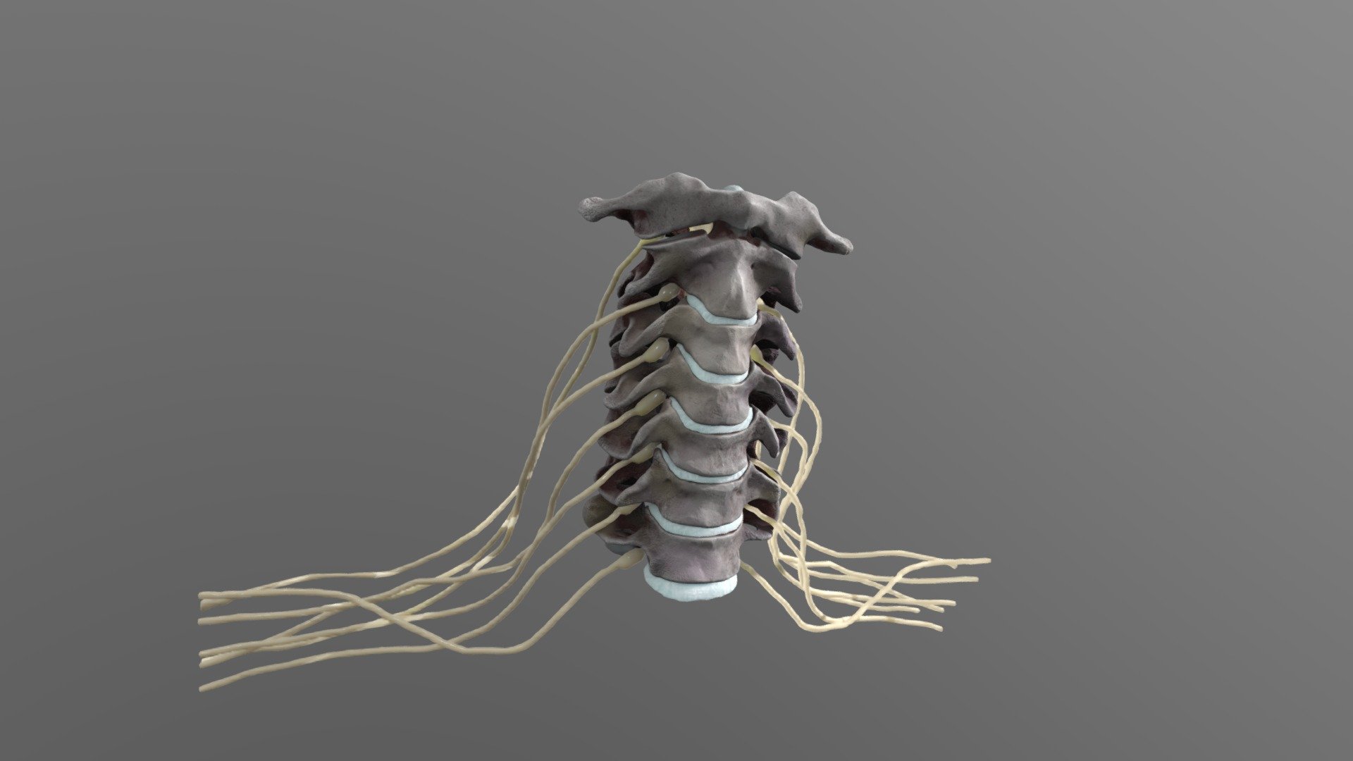 cervical spine central nervous system Anatomy 3d model