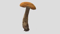 Leccinum aurantiacum aka red-capped scaber stalk