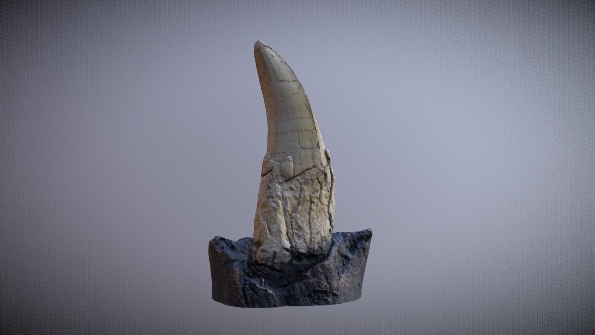 T-Rex Teeth 3d model