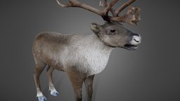 Reindeer