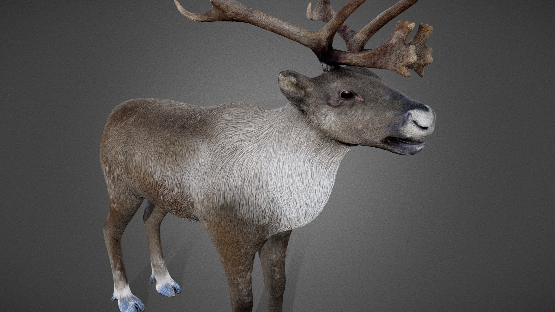 Reindeer 3d model