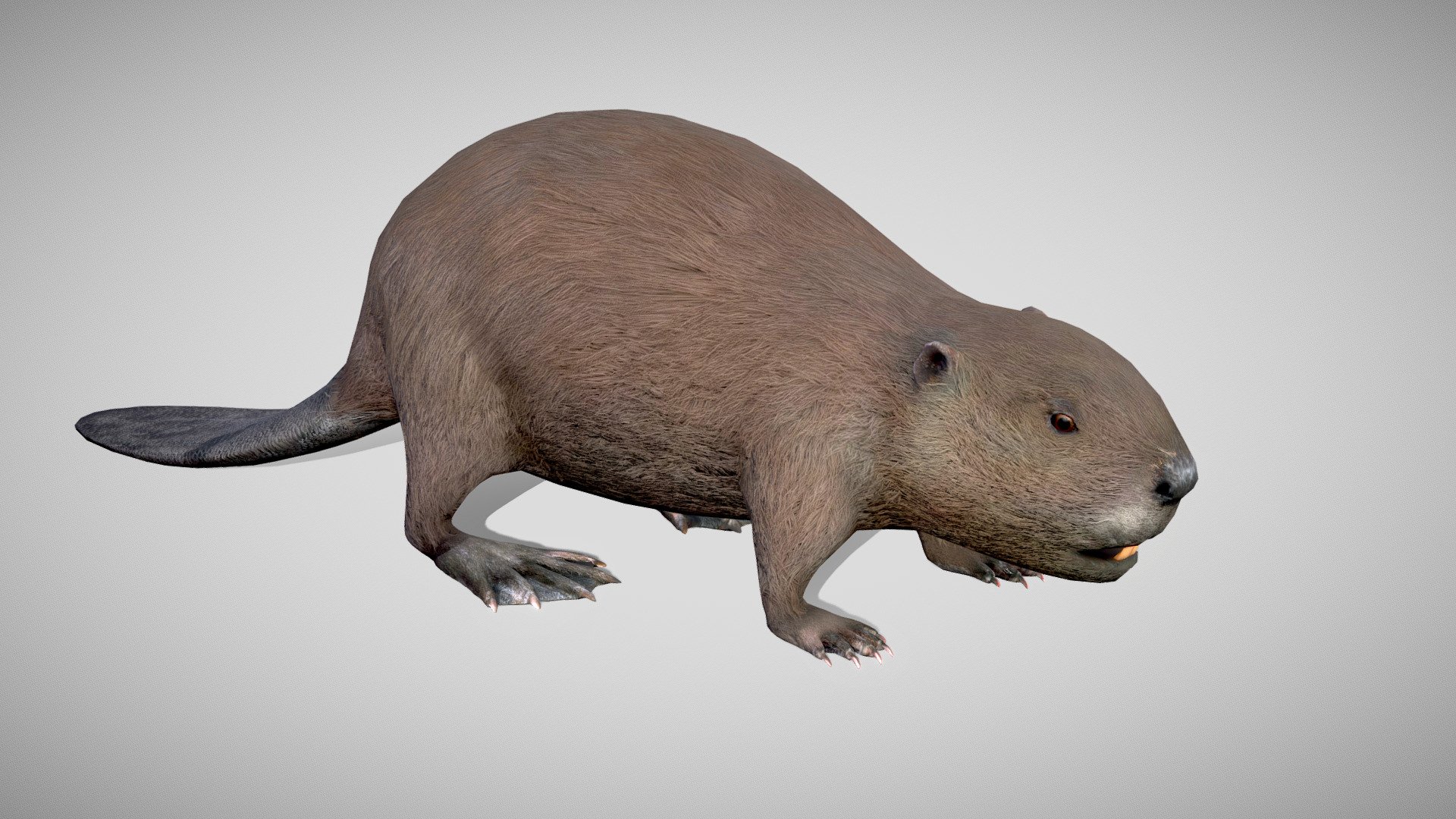 Beaver 3d model