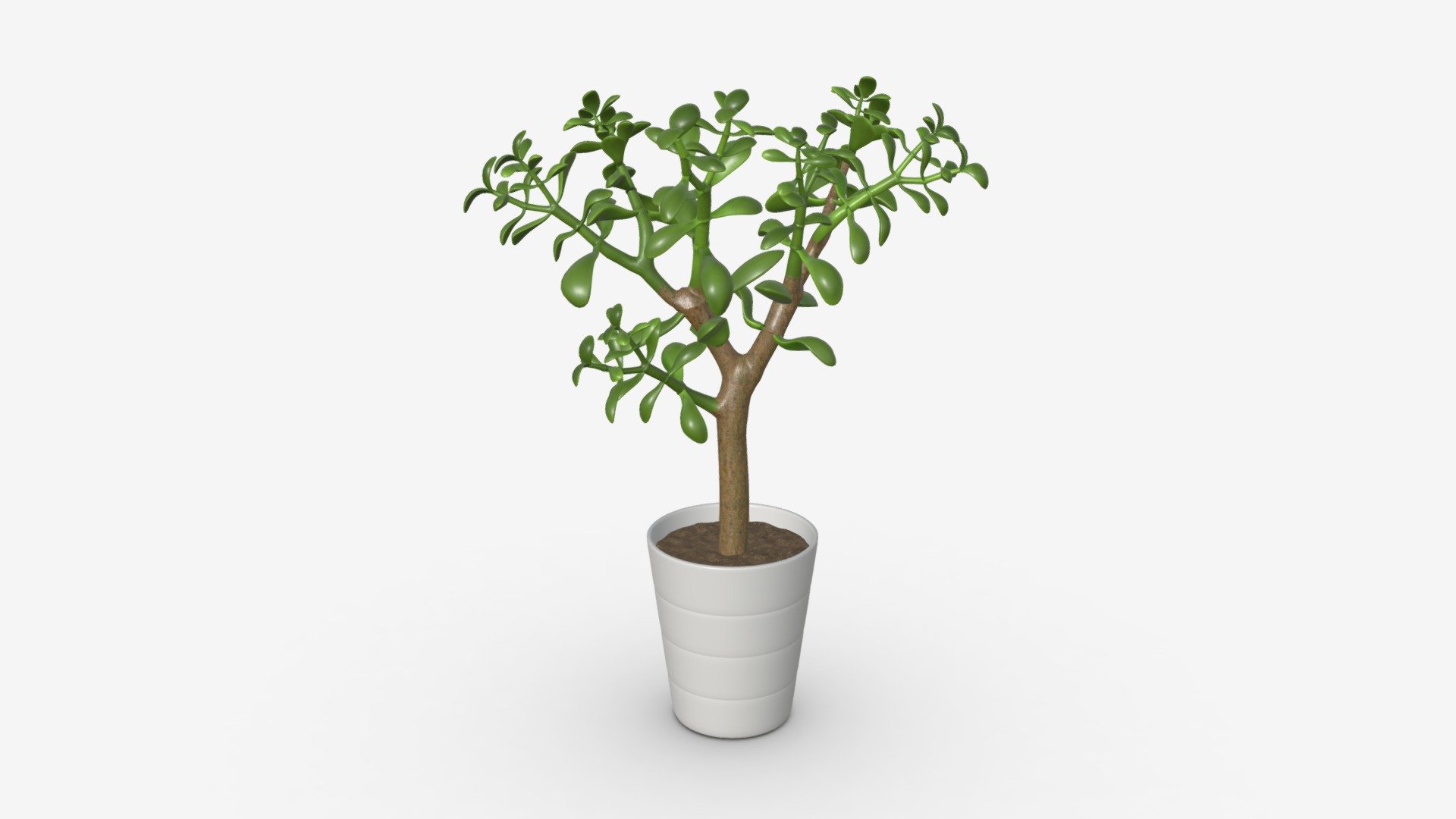 Plant crassula 3d model