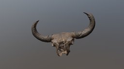 Steppe Bison Skull (VCU_3D_3810)