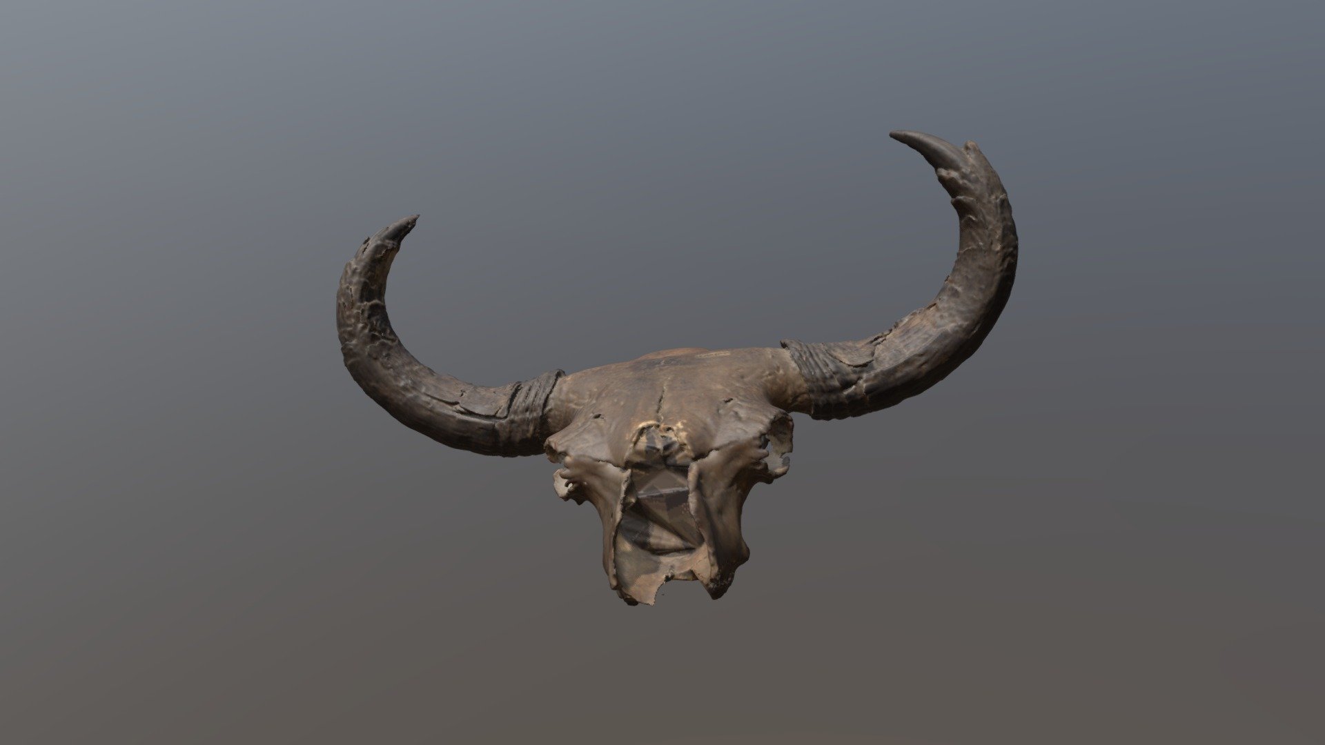 Steppe Bison Skull (VCU_3D_3810) 3d model