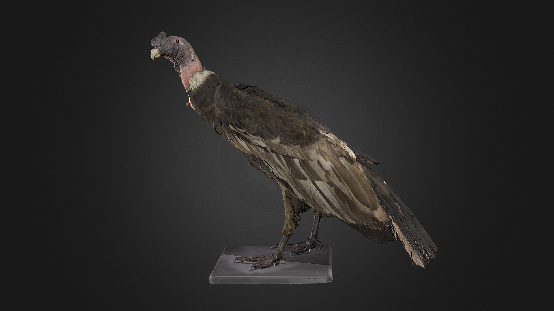 Condor des Andes mâle 3d model