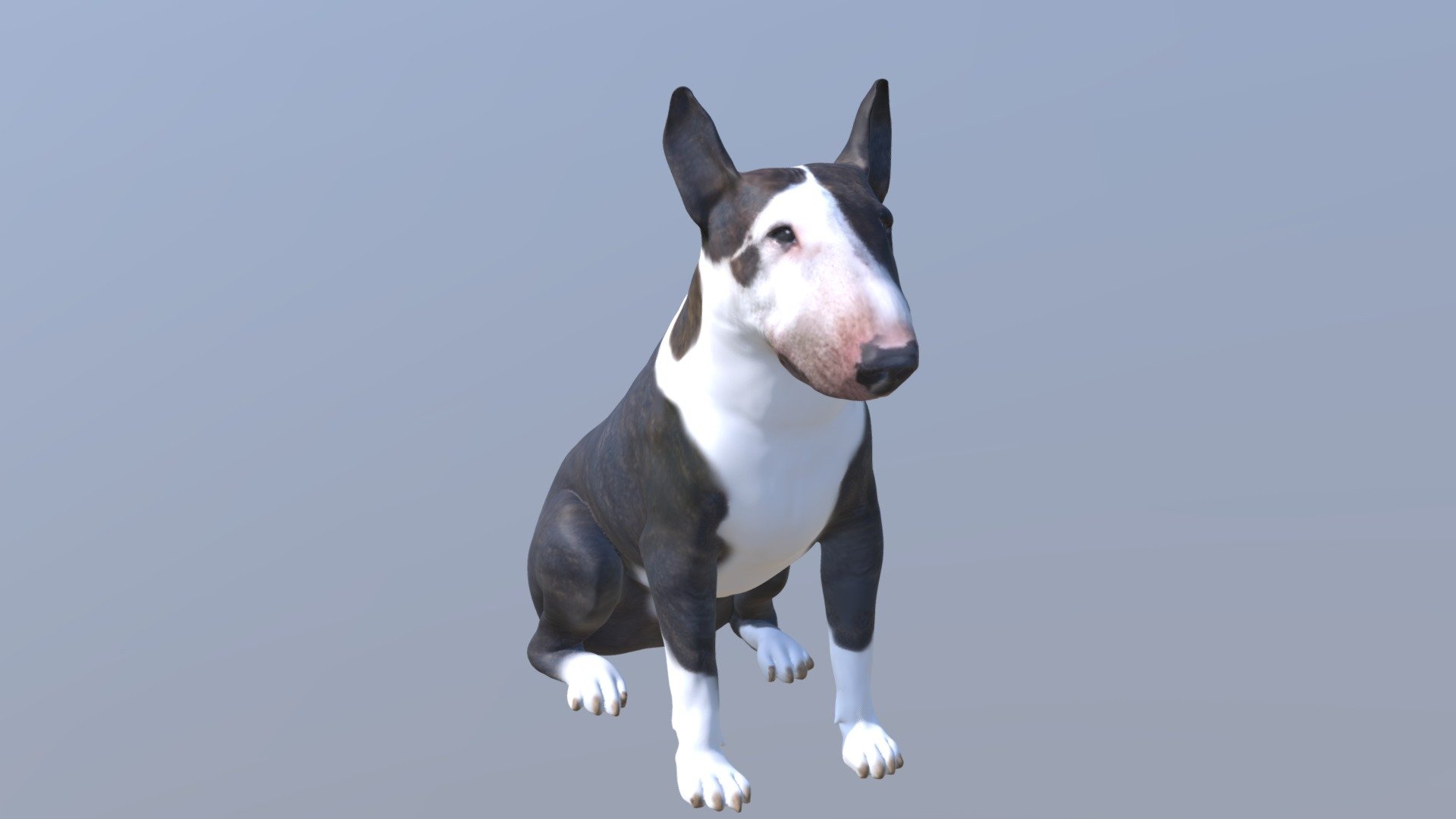 1811004- Luna- Bull Terrier 3d model