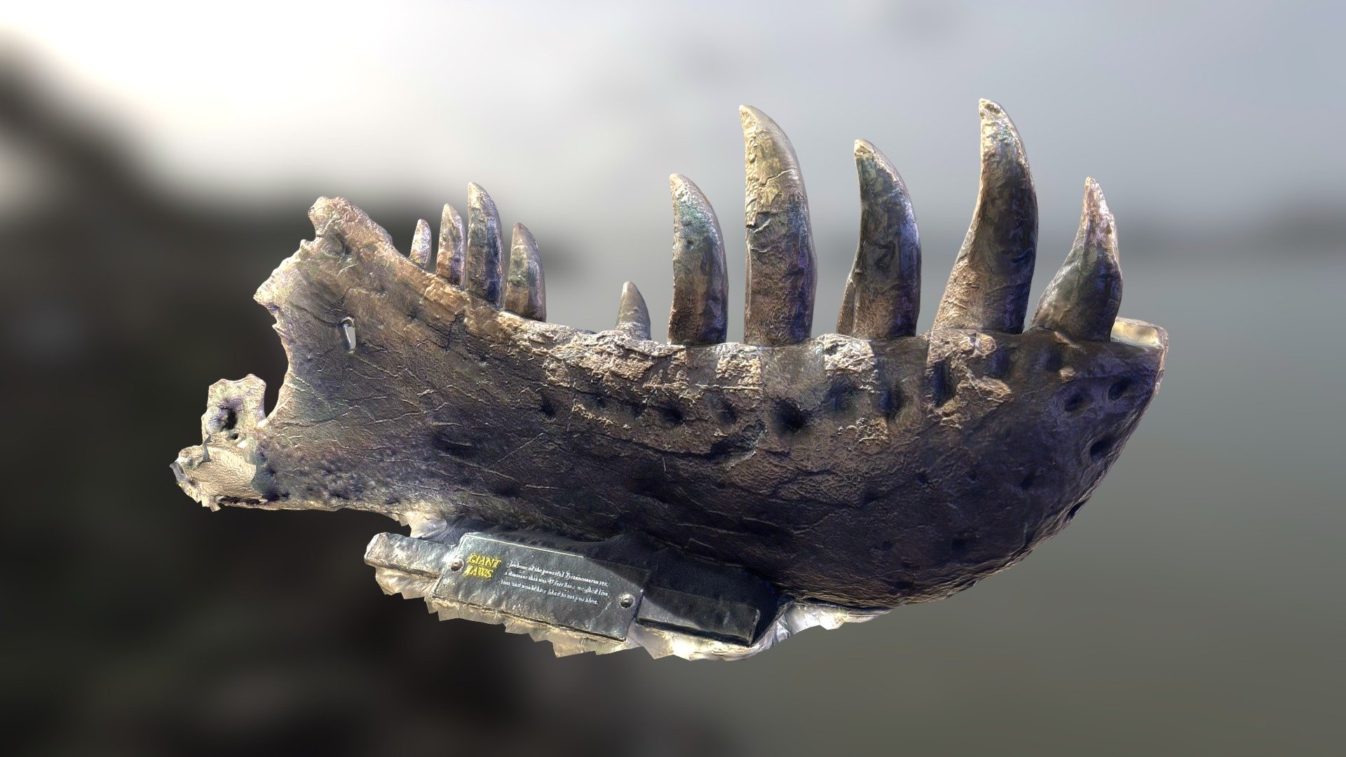 T-Rex Partial Lower Jaw 3d model