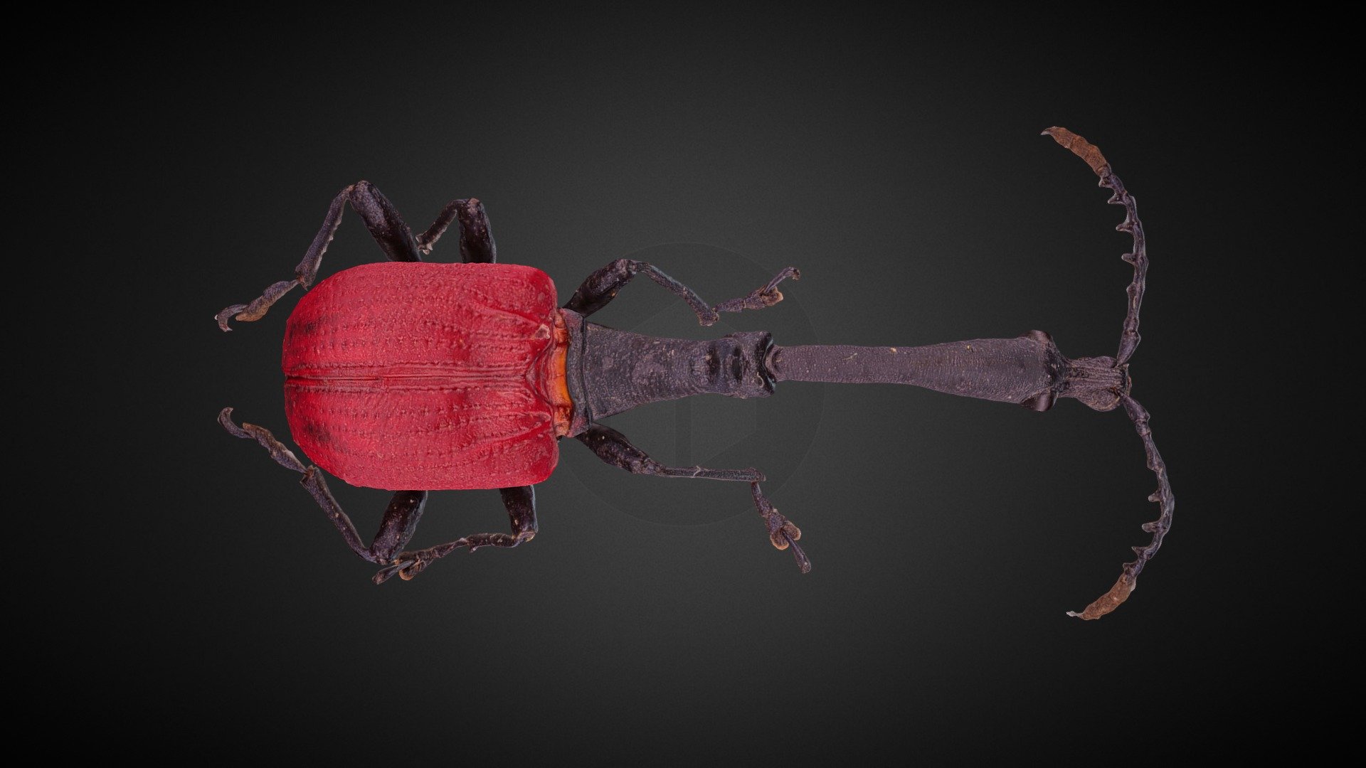 Trachelophorus giraffa 3d model