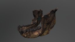 Sivapithecus indicus Mandible