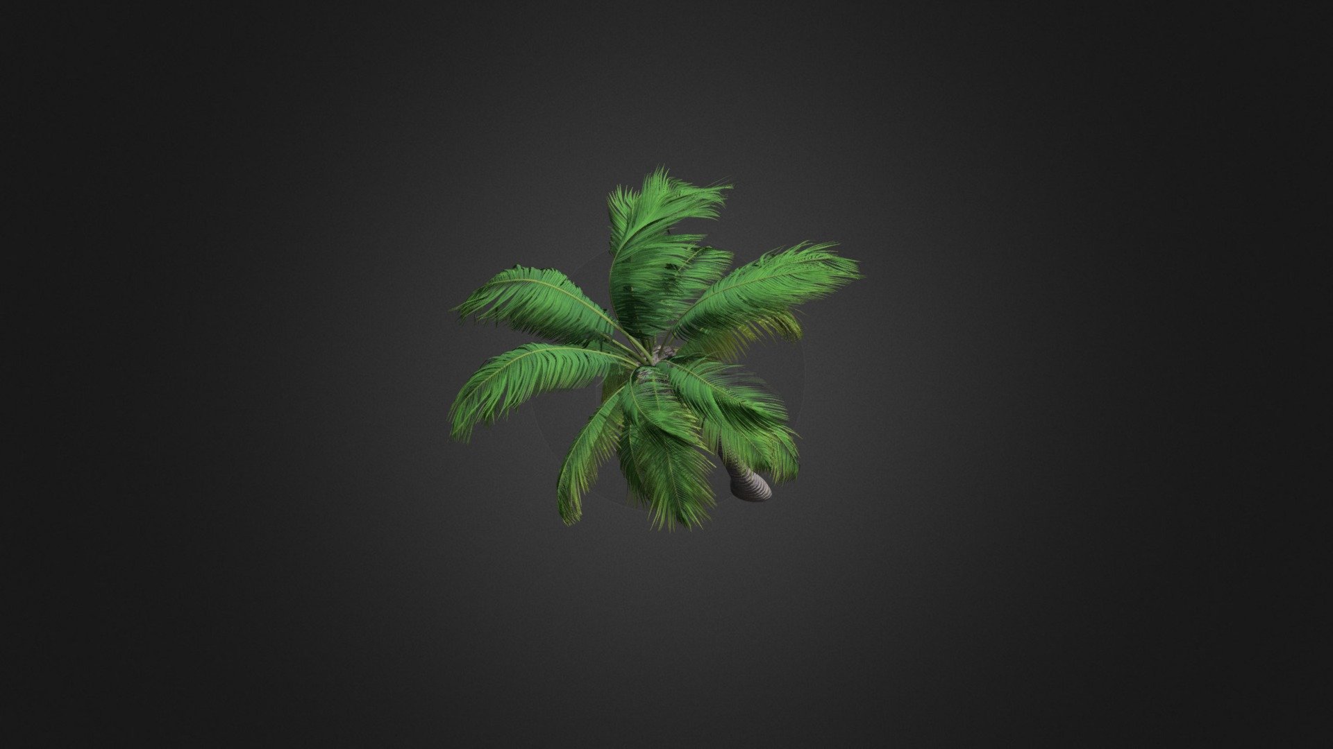 Sloping Palm Tree 3d model