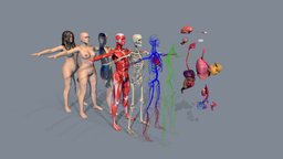 Female Human Body Anatomy All Systems