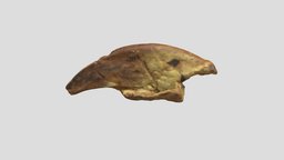 Megalonyx Claw Cast (VCU_3D_4147)