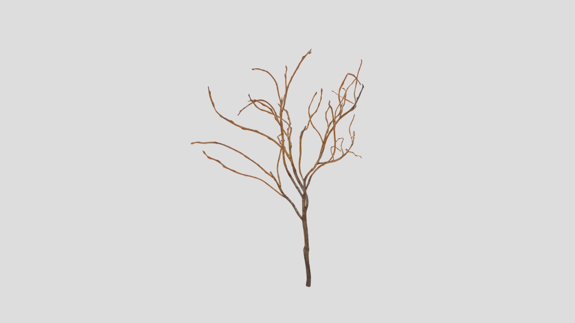 Blueberry branch 3d model