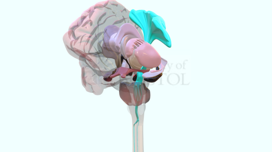 Corticospinal pathway 3d model