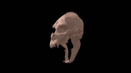 Werewolf lycanthrope skull