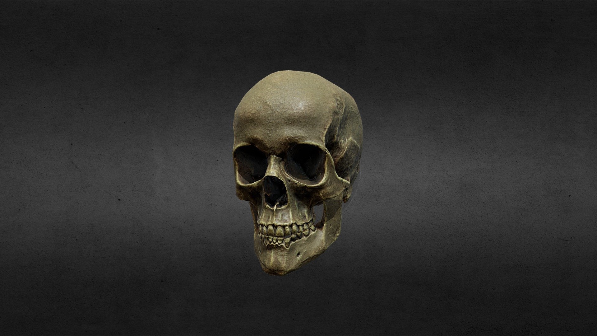 Skull 3d model