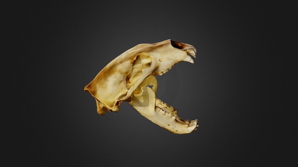 Polar Bear open mouth 3d model