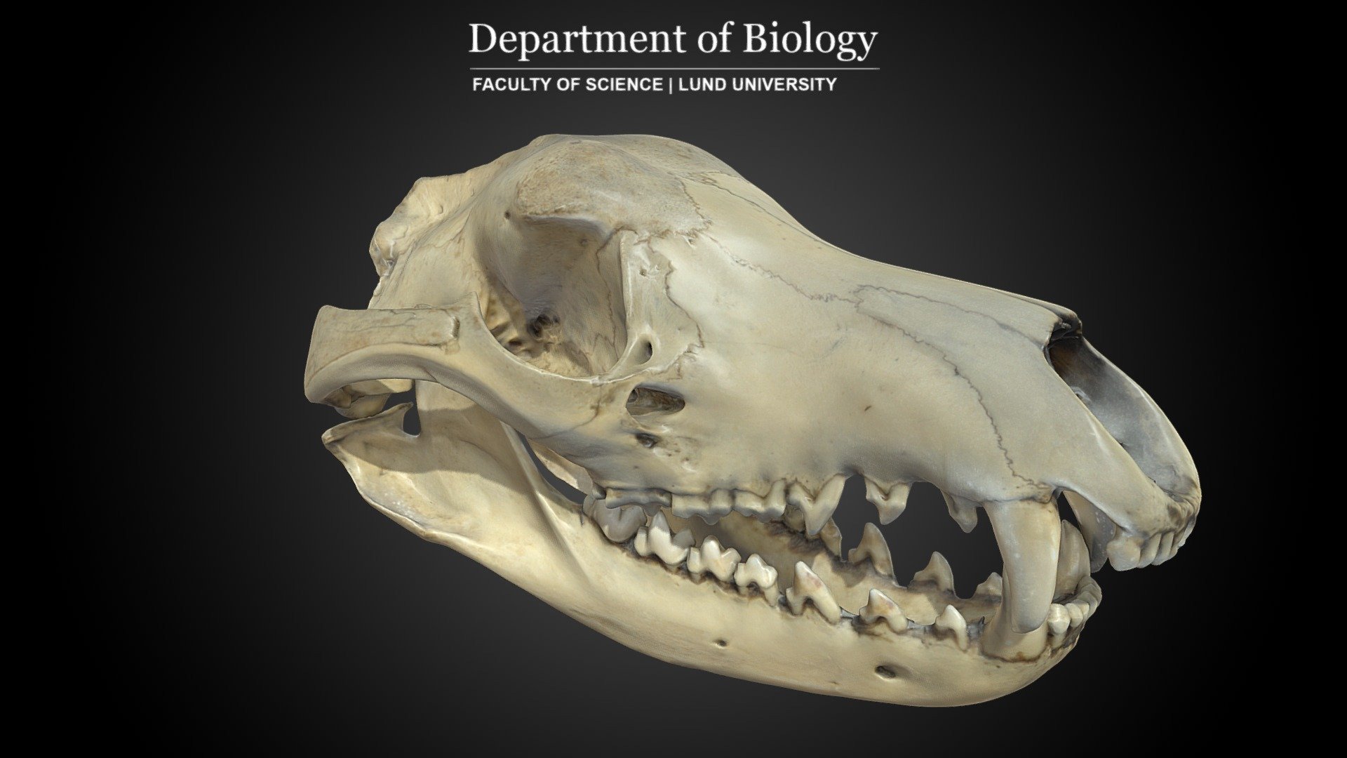 Skull of Tasmanian Tiger (T. cynocephalus) 3d model