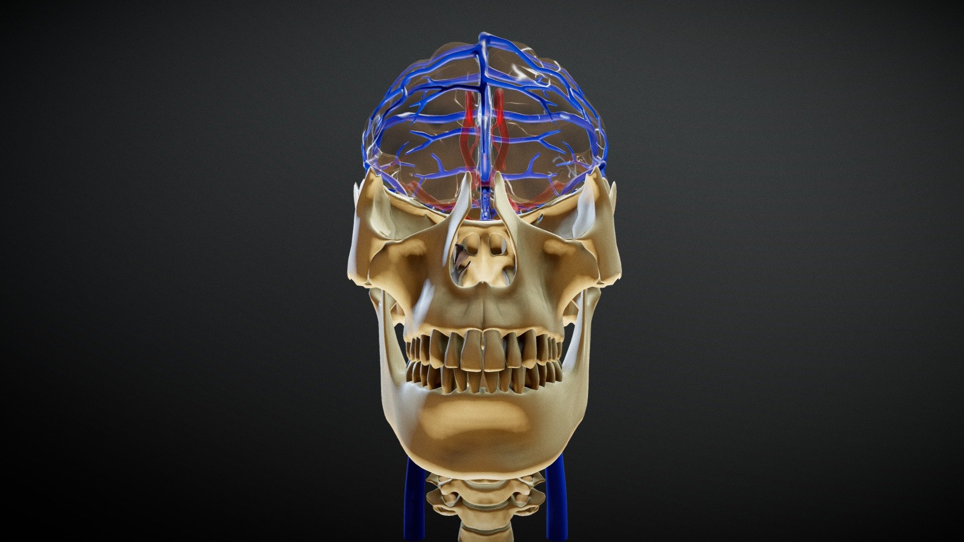 Blood Supply of Brain 3d model