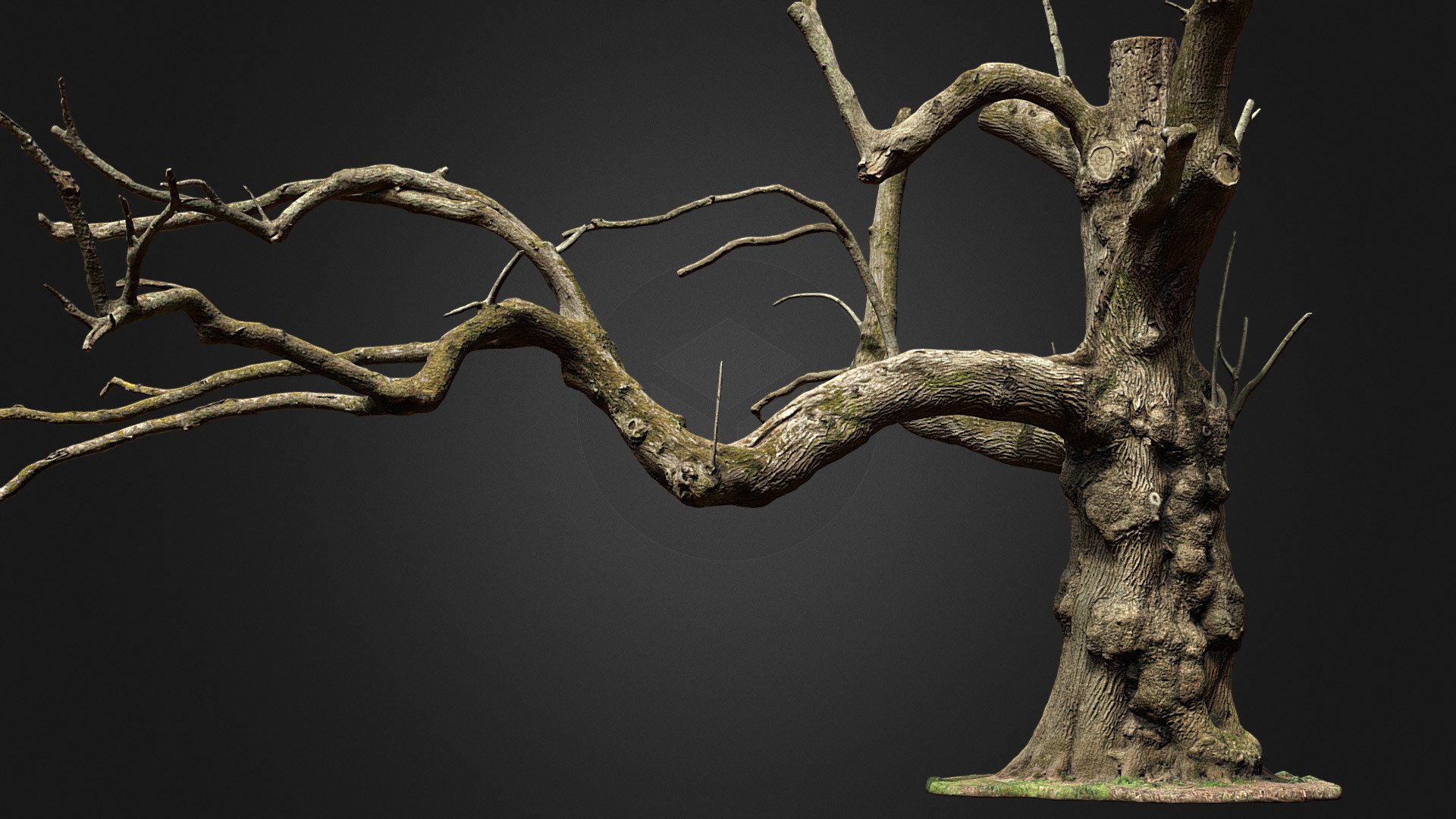 Chestnut tree (photogrammetry) 3d model