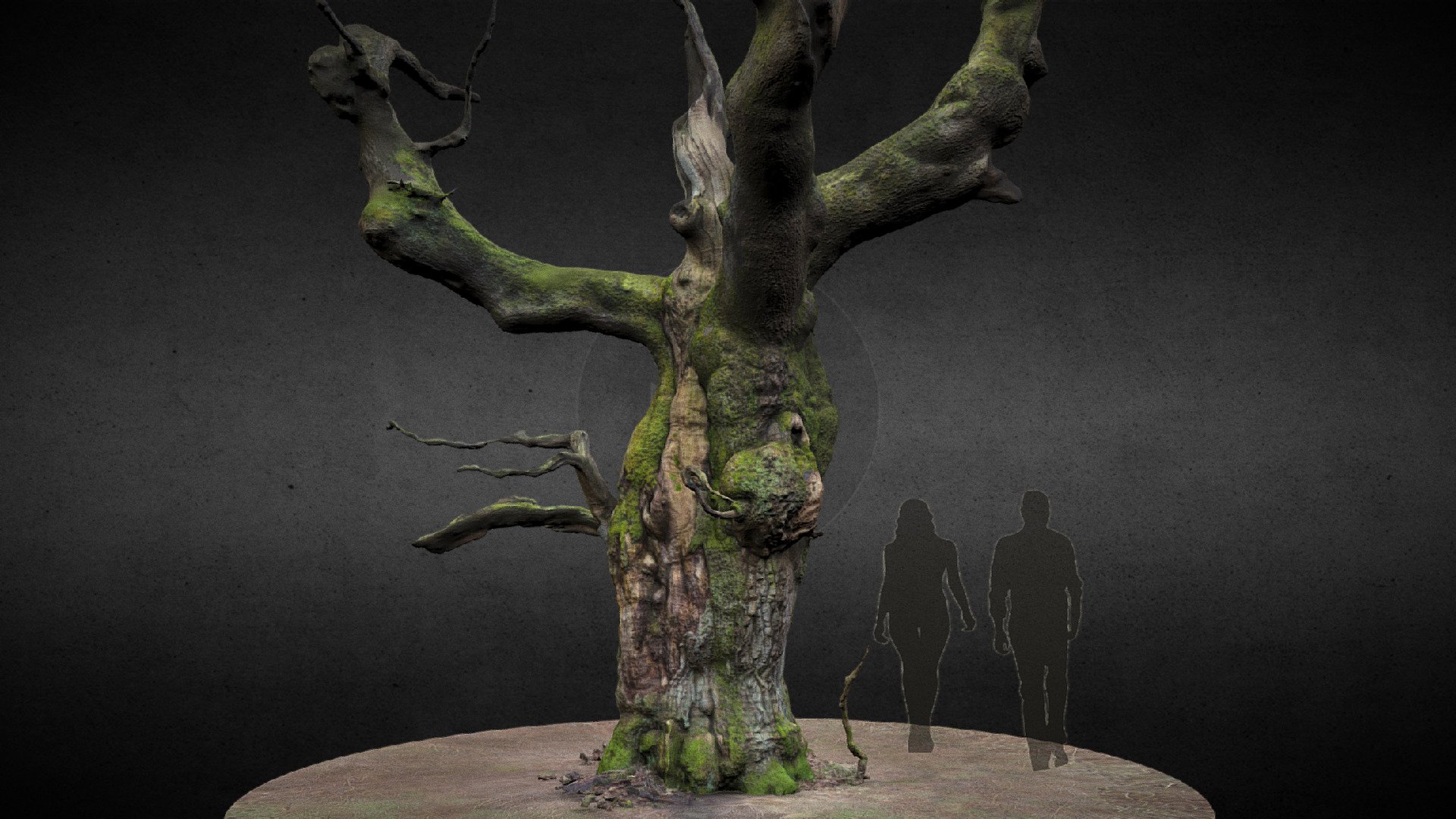 Oak Tree 3d model