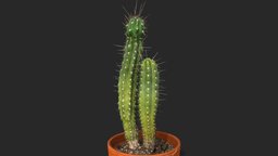 Toothpick cactus