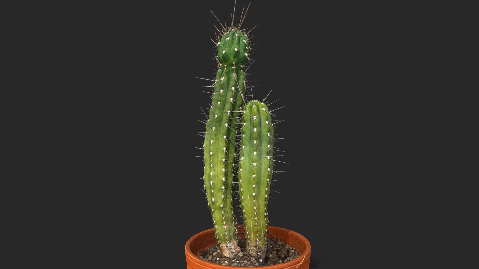 Toothpick cactus 3d model