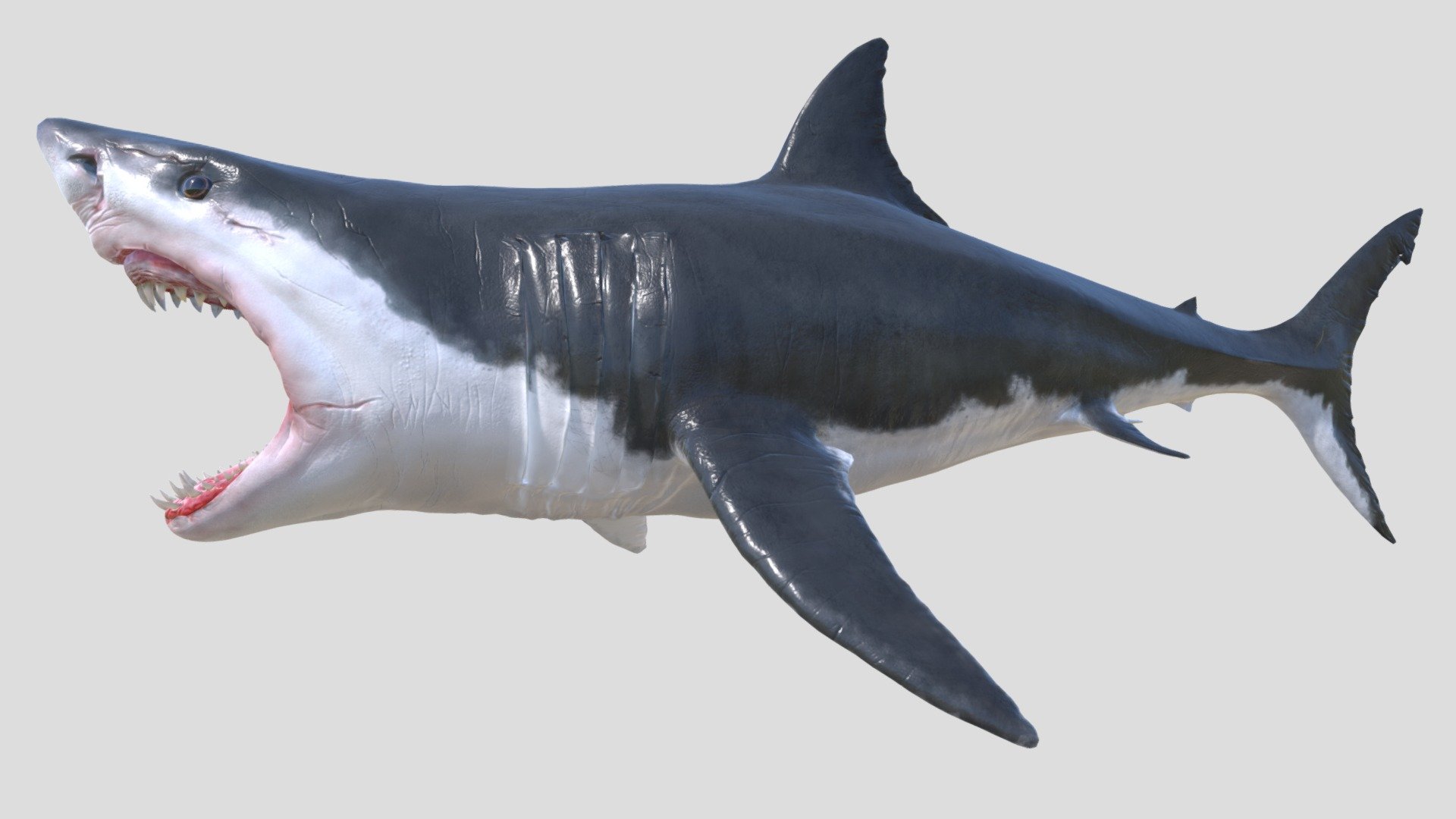 White Shark 3d model