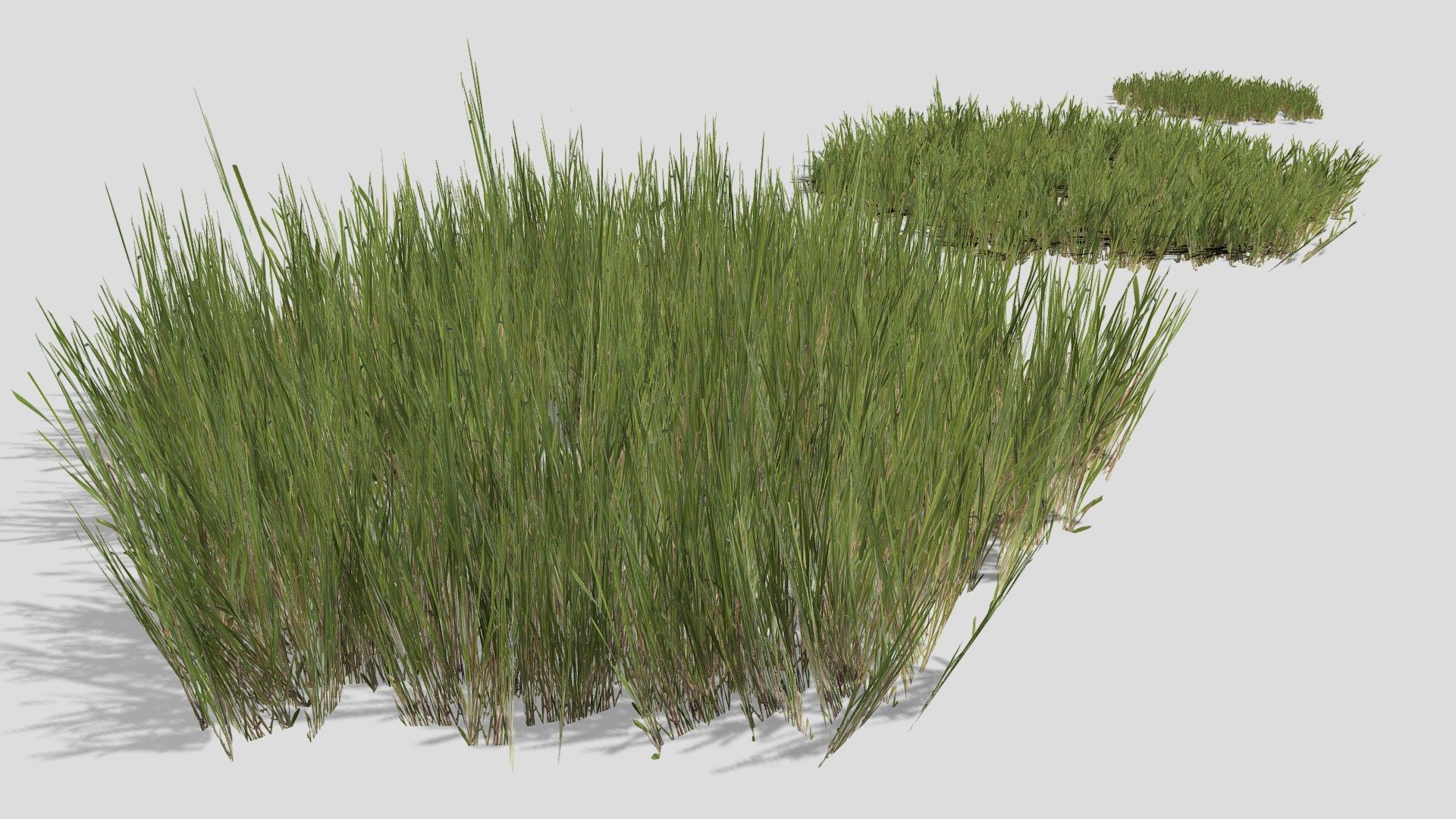 Grass Patches 3d model