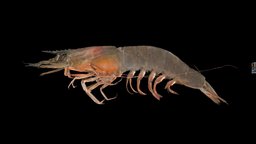 ヨシエビ ♀ Greasyback Shrimp, Metapenaeus ensis