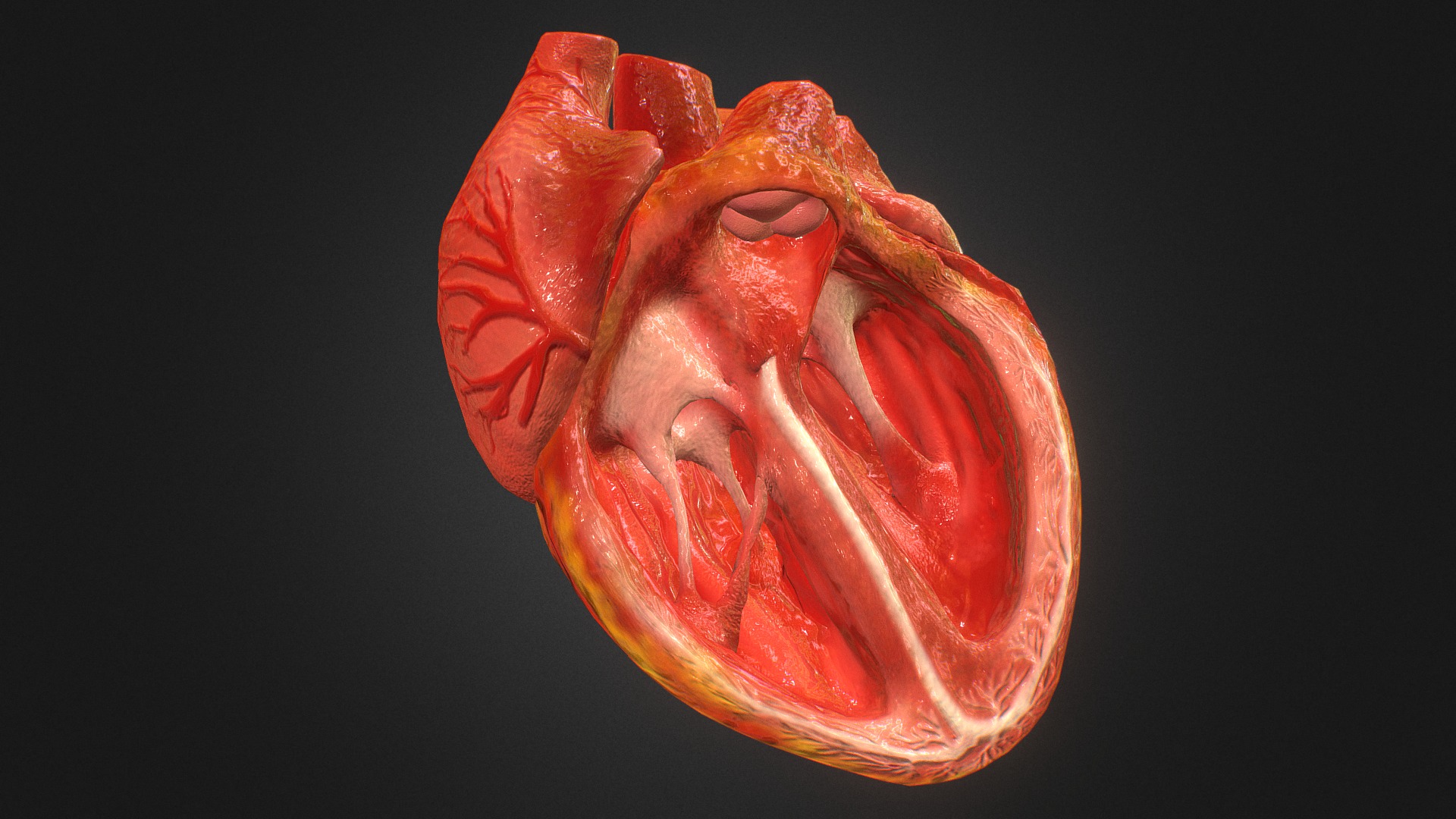 3d Animated Realistic Human Heart 3d model