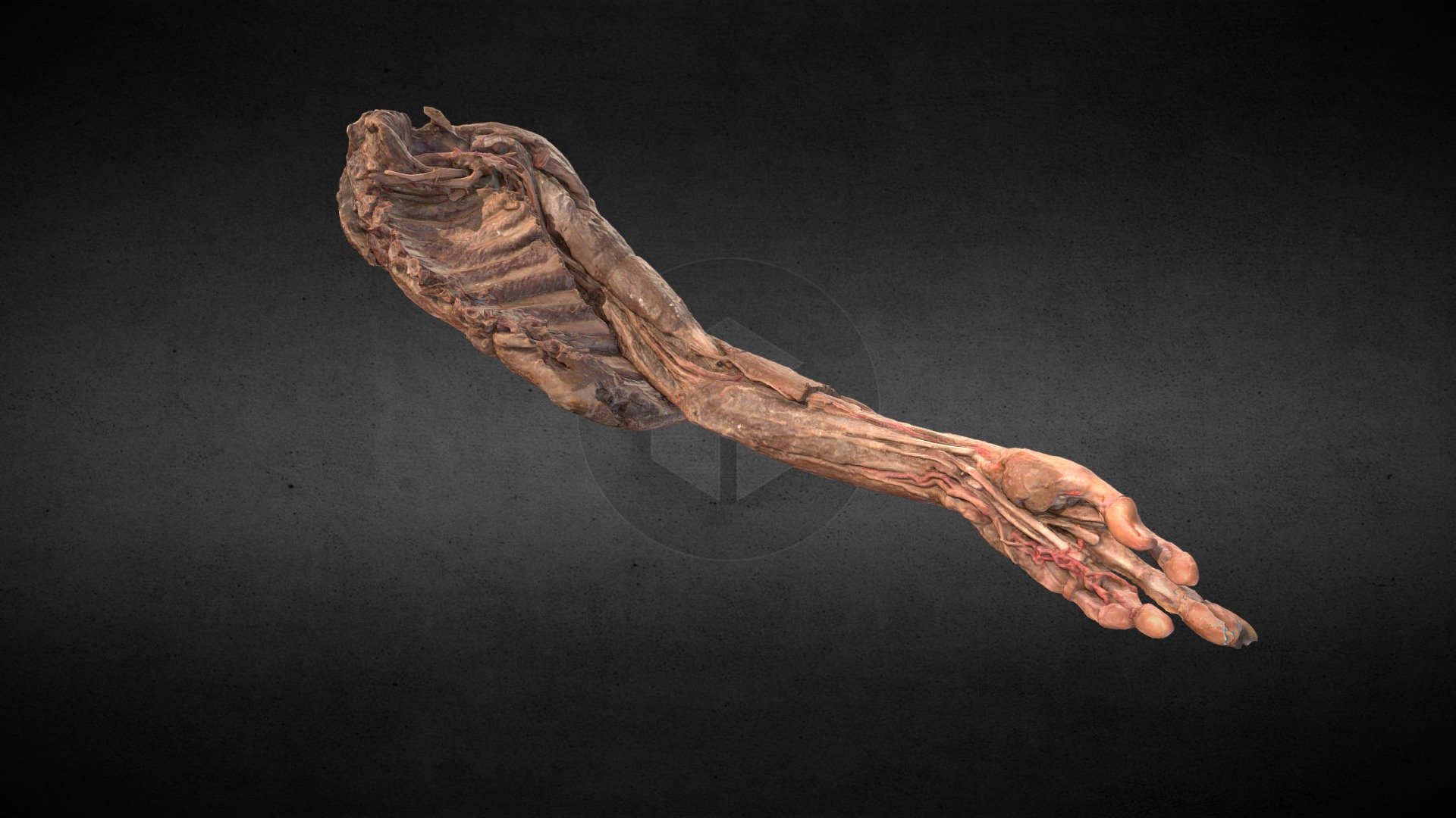 M. superior con nervios/ Upper limb with nerves 3d model