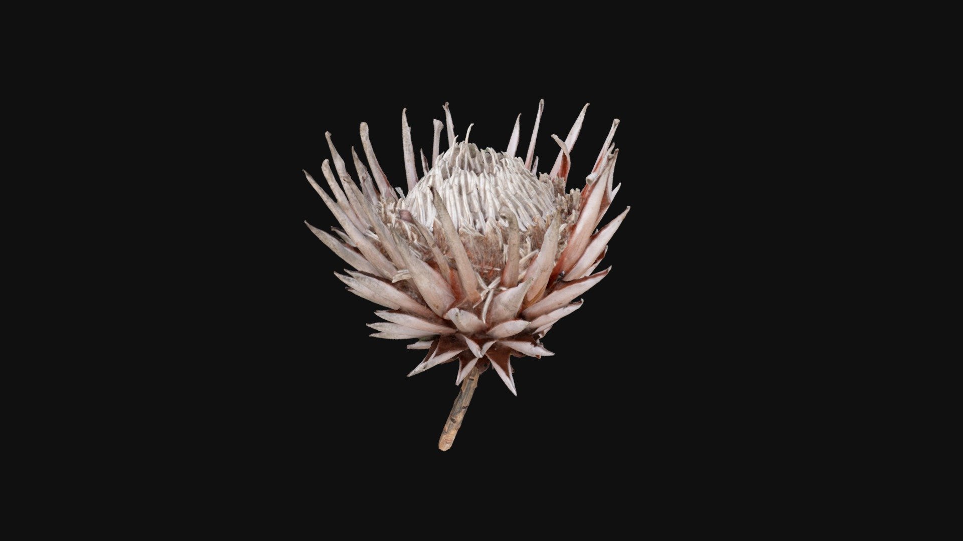 Protea flower 3d model