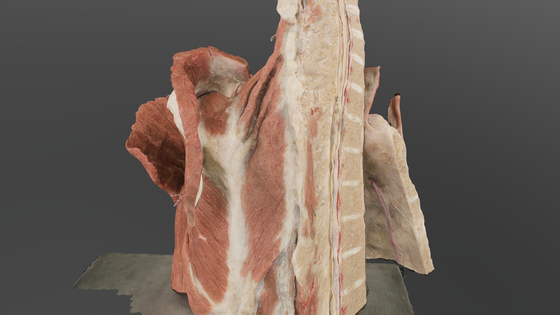 plastination 003 hi-res, 2 chunks 3d model