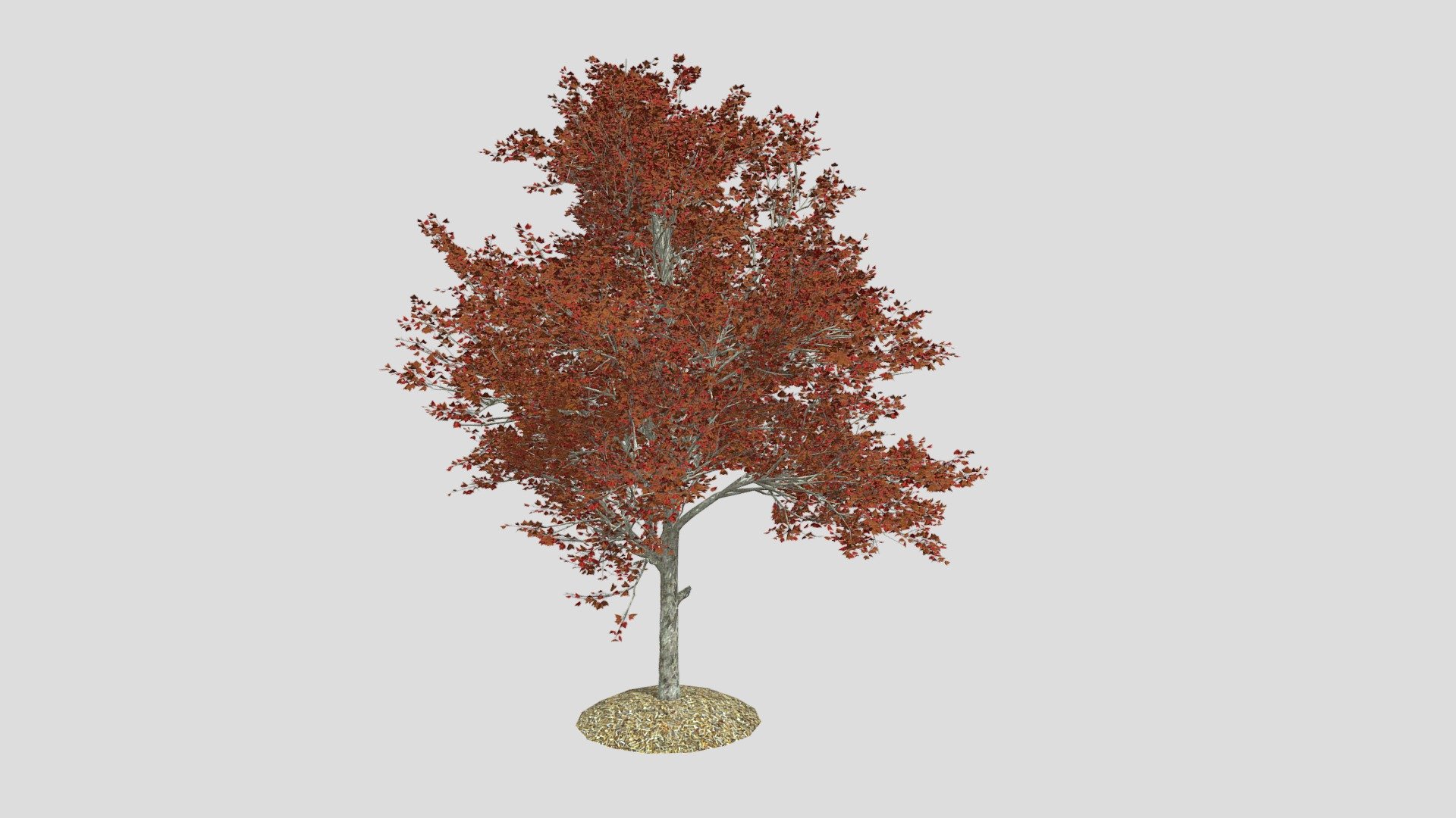 Red Maple Fall Tree 3d model