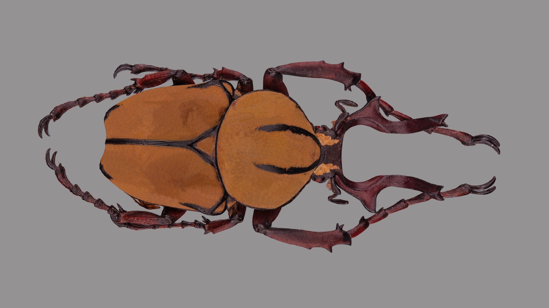 Dicranocephalus wallichi 3d model