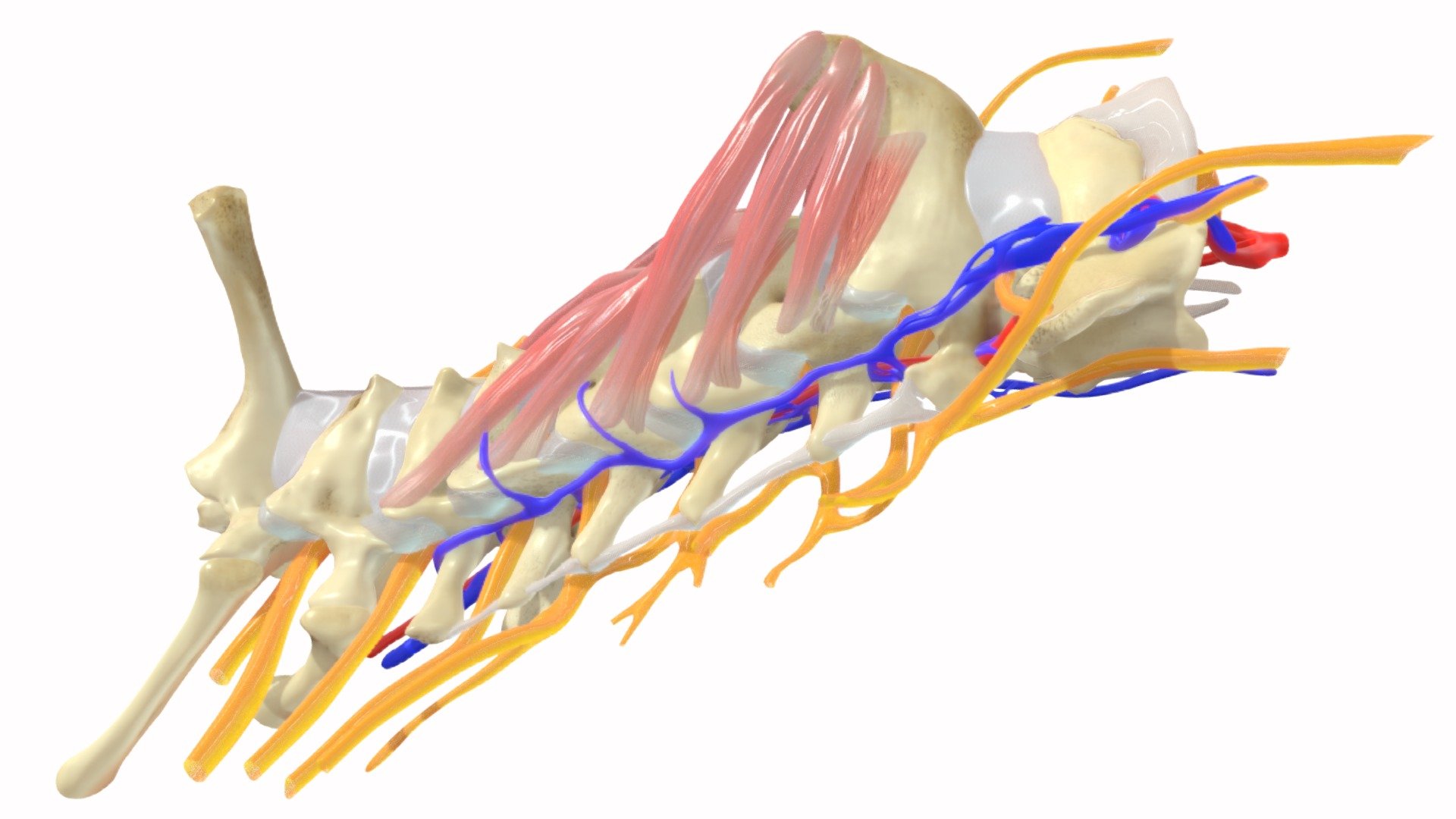 The vertebrae of the neck of Rattus norvegicus 3d model