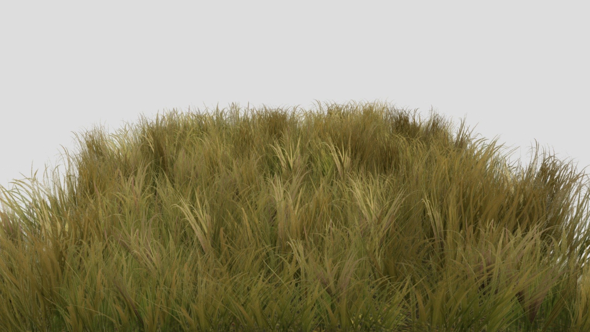 Grass 3d model