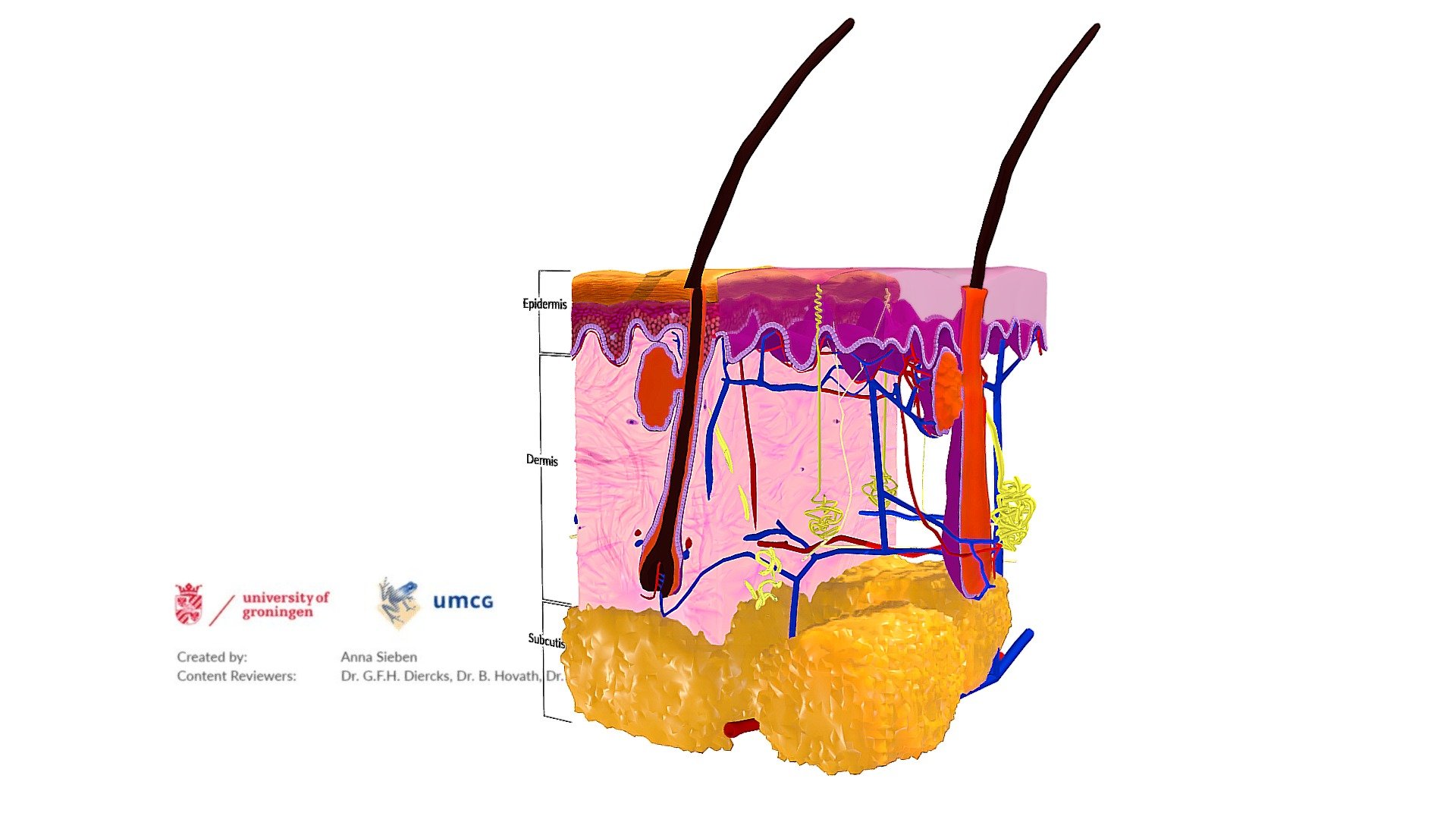 Anatomy of the skin 3d model